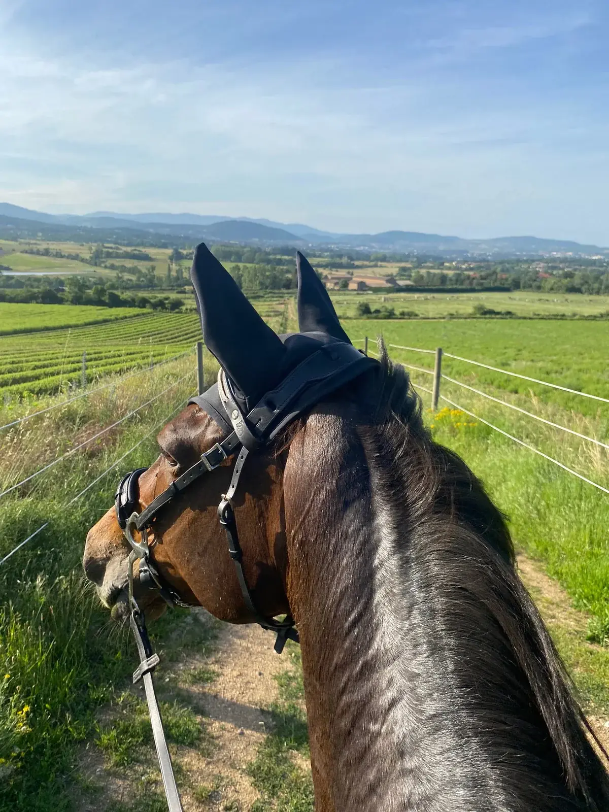 Balade à cheval au-dessus des vignes et des collines de l'Ardèche Verte