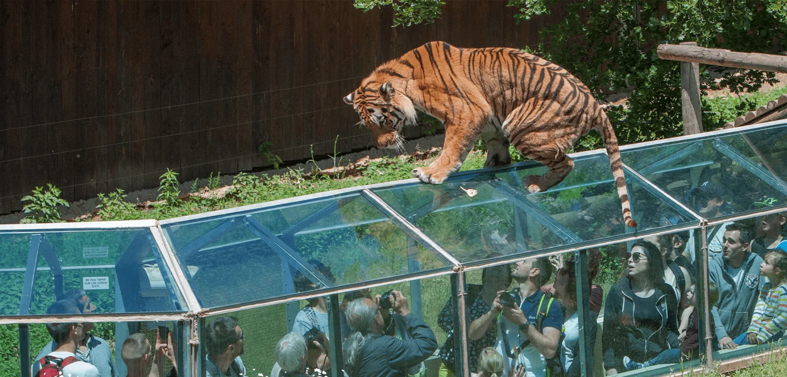 Animaux en semi-liberté au Safari de Peaugres