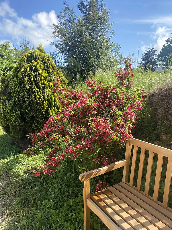 Un banc en bois près d'un massif de weigela en fleurs dans le jardin de La Pradella