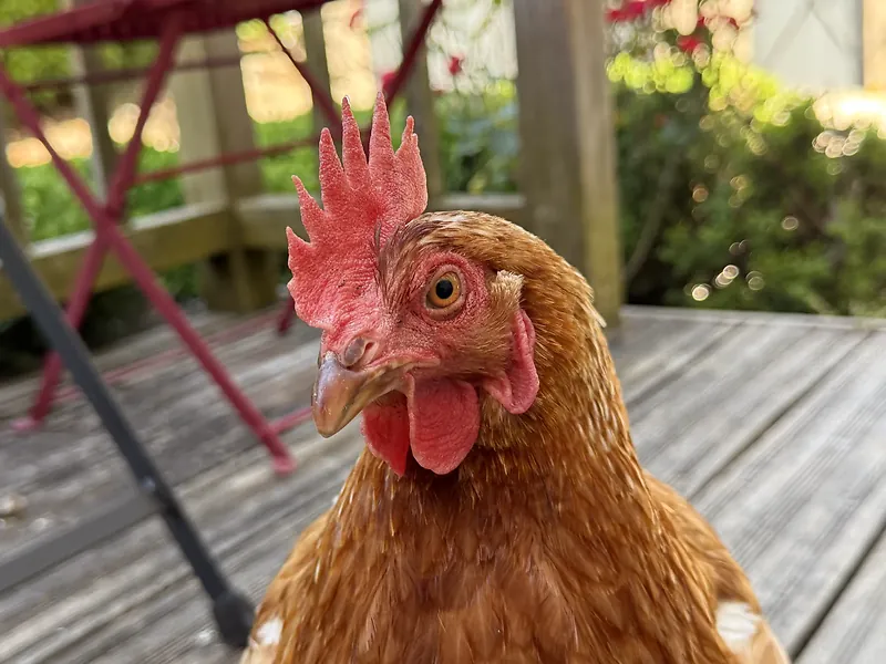 Une poule sur la terrasse de La Pradella, esprit fermier