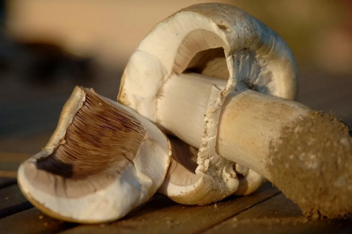 Champignons cueillis dans le jardin