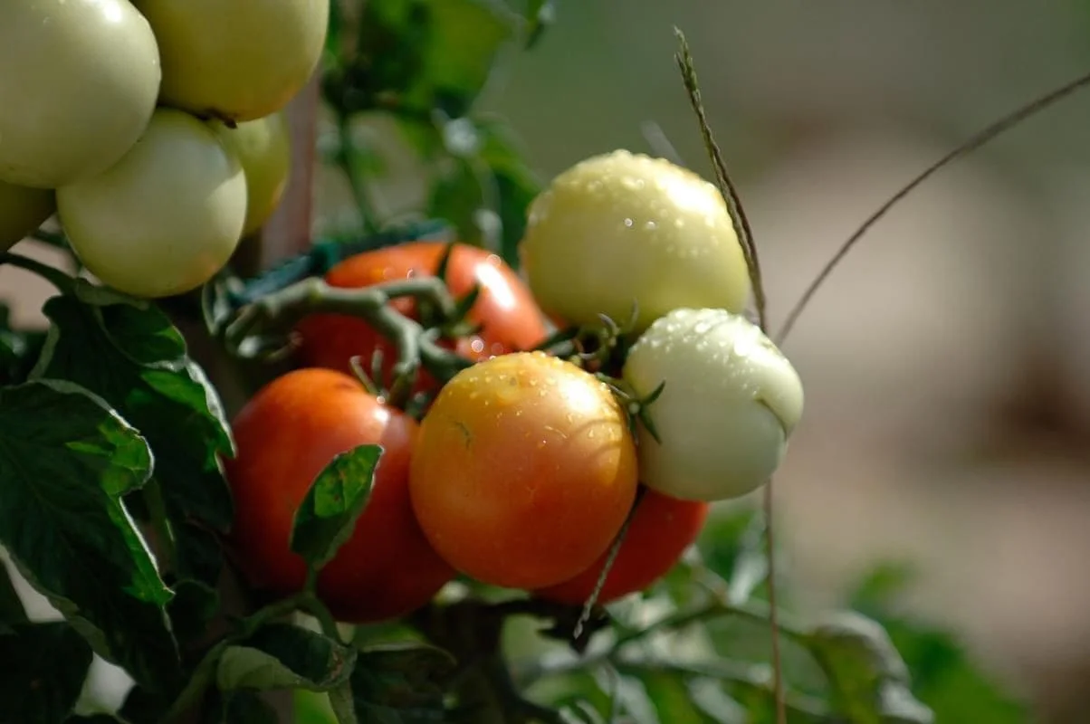 Tomates du potager de La Pradella
