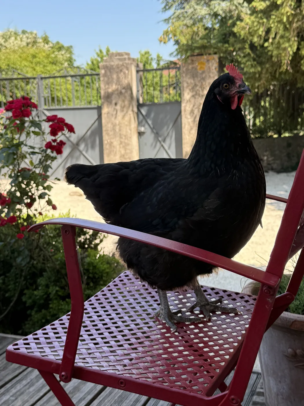 Une poule noire perchée sur une chaise de jardin à La Pradella, devant les rosiers